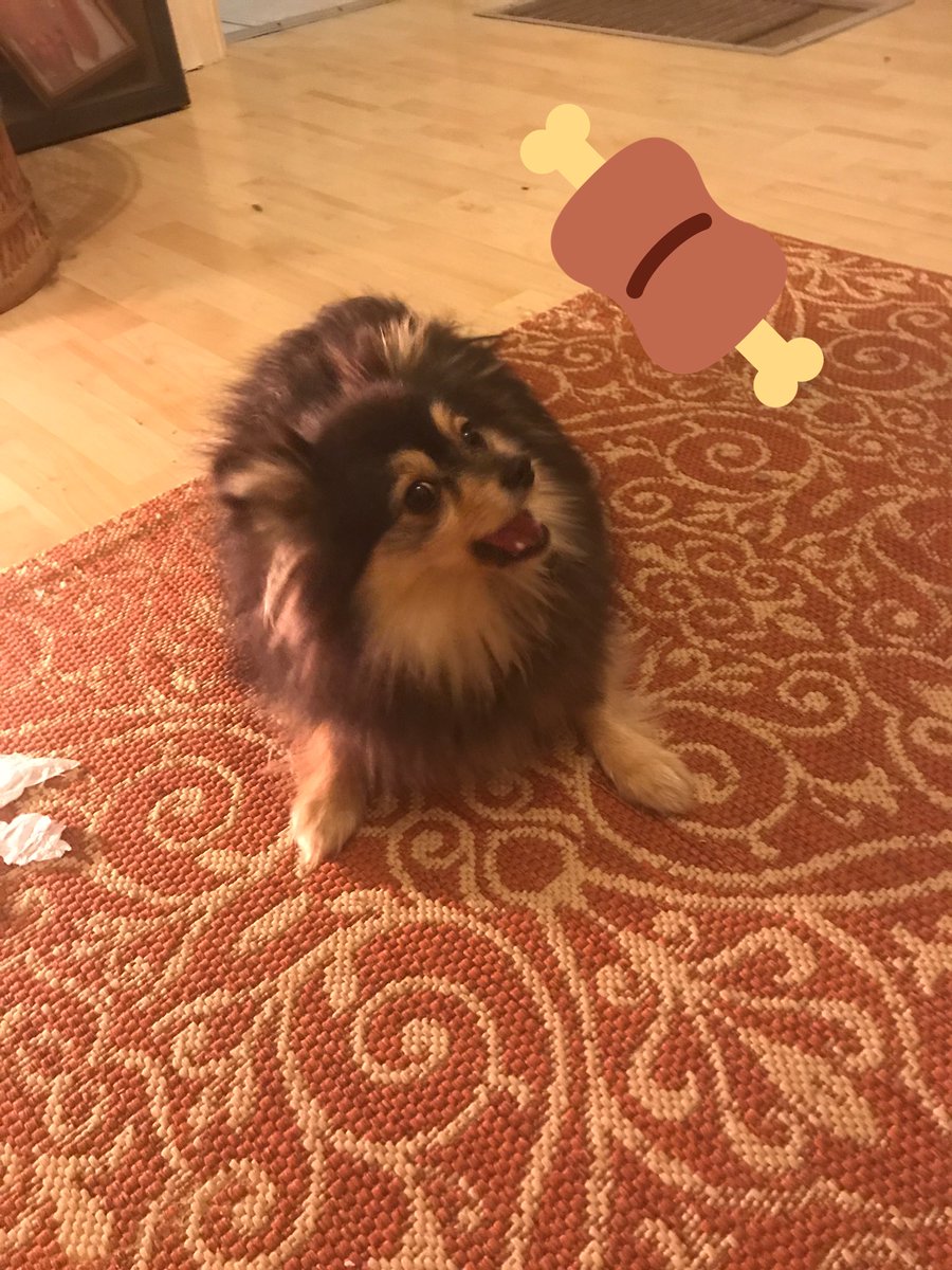 rachelhorne's tweet photo. It’s hard to do #veganuary2019 when ya dog loves getting a sausage from Josie’s Deli 🙌 #DN1life https://t.co/JugC6CKGvV