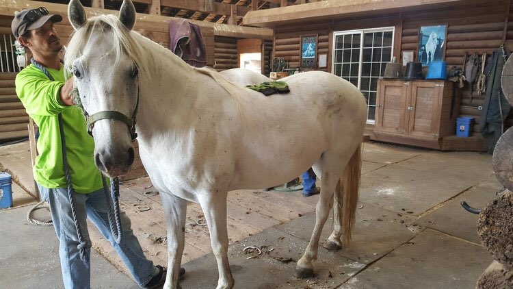 LipizzanRescue's tweet photo. #horseupdate Sparky and Lonnie are moving to a trainer to be started under saddle and then will be available for adoption. More info on our website: https://t.co/oWrE778it2 #lipizzan #adopt #rescue #nonprofit #FridayFeeIing https://t.co/pfdbnIqQuT