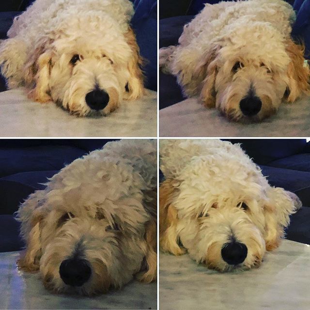 That face! That face! That  one of a kind face makes it almost impossible to leave home. #lisakatharina #seethebeauty #puppylove #lovemydoodle #princeharry #warholdoodle #warholsuperstar #doodlesofphilly #goldendoodle #bestfriend #lovemypuppy #furry #philadelphia #dogsofinst…