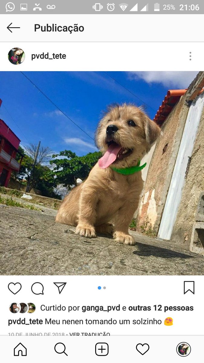 thellifer's tweet photo. MEU PAI ABANDONOU MEU CACHORRO SEM MEU CONSENTIMENTO E É POSSIVEL QUE ESTEJA NO BAIRRO MANTIQUEIRA, SE ALGUEM SOUBER DE ALGUMA, POR FAVOR ENTREM EM CONTATO CMG, ELE ATENDE PELO O NOME FRED OU FREDERICO. TEL: (031) 988345460 (031) 986141835 
(031) 34538851 

ESTOU DESESPERADA GNT! https://t.co/NLyGpoHYGl