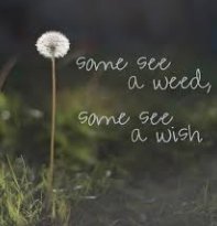 Today I chose to focus on a bright spot instead of the negative.  I had to change my pattern of thinking and take a step backward.  I think my #oneword2019 will be "Perspective." I will do my best to see more wishes and less weeds. We will see how it goes... 😉