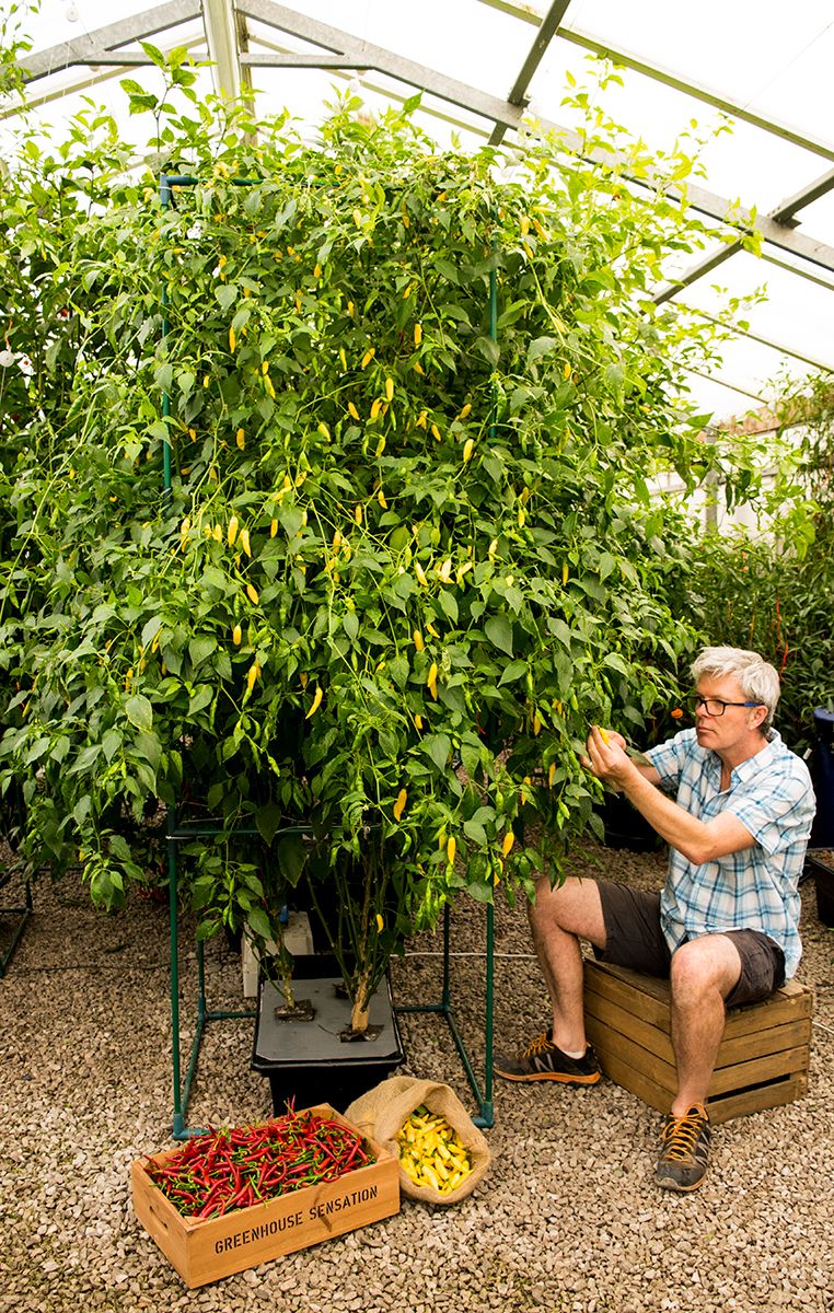 GardeningAngels's tweet photo. We're already looking forward to this years #chilli harvests! We get amazing results starting our seeds off in our #Vitopod #Propagator then planting out into our #Hydroponic #Vivigrow! 🌱🌶️😇

What are you growing this year?

#RetailHourTime #HortHour #NorthWestHour https://t.co/Xo5zdDfjv3