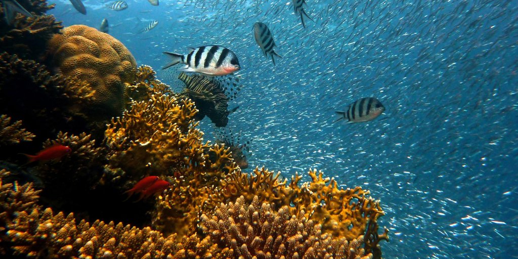 MaineEPSCoR's tweet photo. Last Question of #NationalTriviaDay : The largest structure created by non-human organisms is a type of what? There may be a hint in the photo below... #EPSCoR #SEANET #TriviaDay #Science #STEM https://t.co/HOEH34MBVO