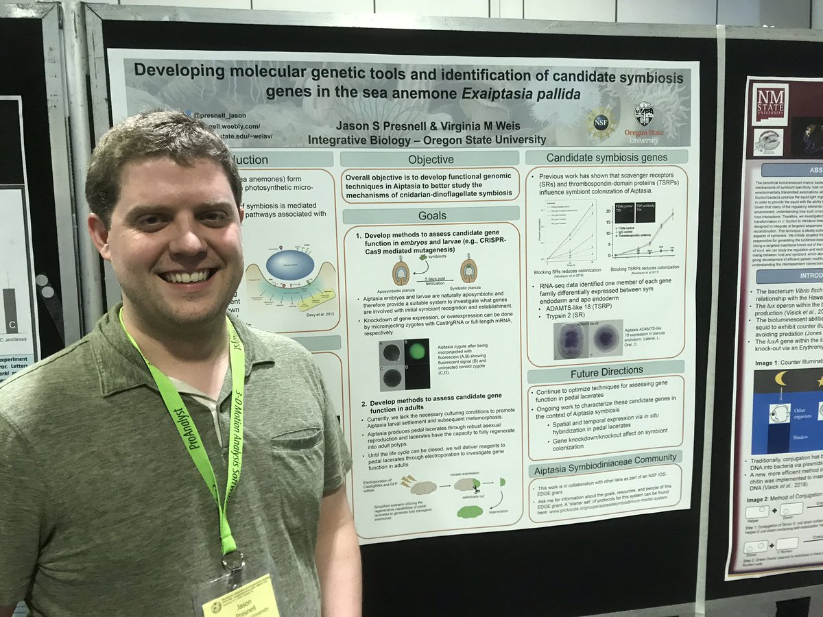 Come by poster P1-235 to check out @presnell_jason work on developing molecular tools in #Aiptasia #sicb2019