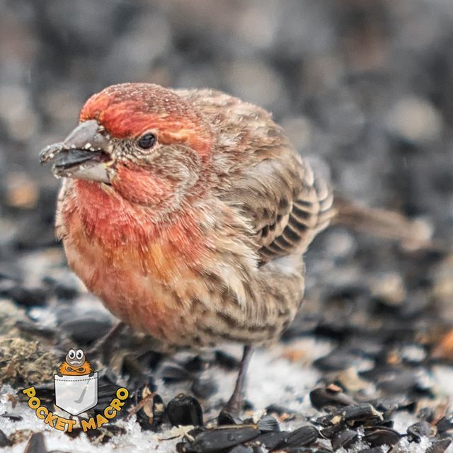 #Birds #Bird #BirdFeeding #FeedingBirds #TeamCanon
#RedHouseFinch #Finch #BirdSeed #CuteBird #RemotePhotography #BirdSeed #Winter #WinterFun
-
Here is a cute little red house finch munching on a seed; it is so fun photographing birds remotely 😀.
-
#C… bit.ly/2SDaNAm