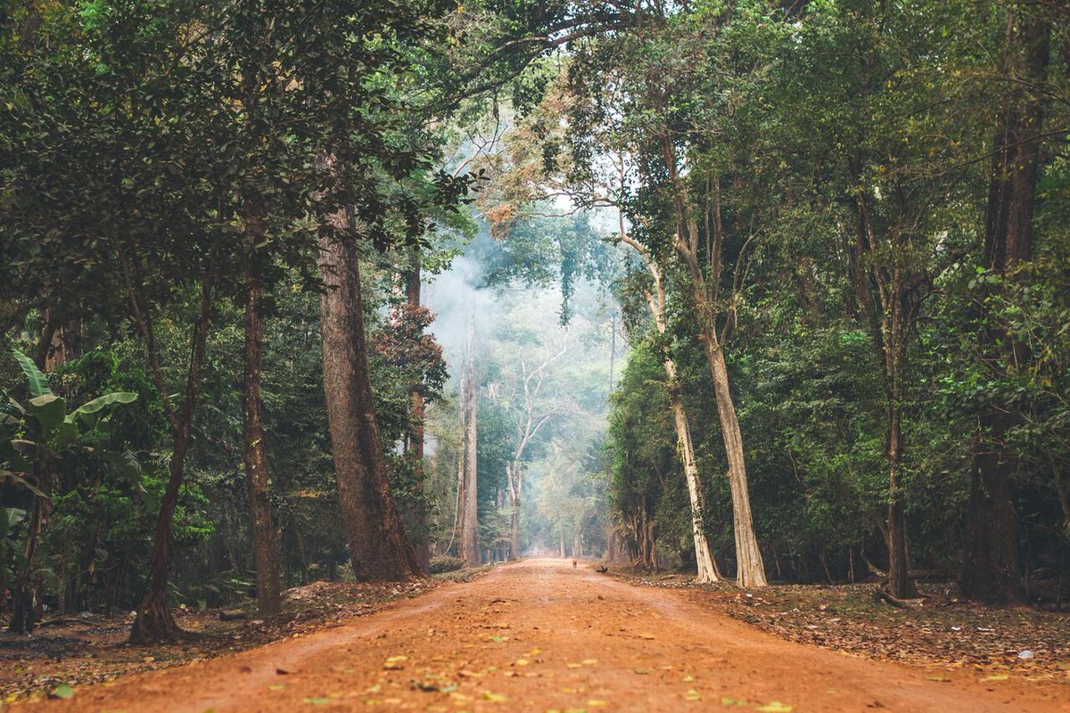 StandMighty's tweet photo. Deforestation in rubber-producing countries like Indonesia, Cambodia, Myanmar, and Cameroon is among the most severe in the world, and it’s accelerating. Mighty Earth is urging rubber companies to commit to sustainability. #DrivingDeforestation https://t.co/N5KfsXEVUm