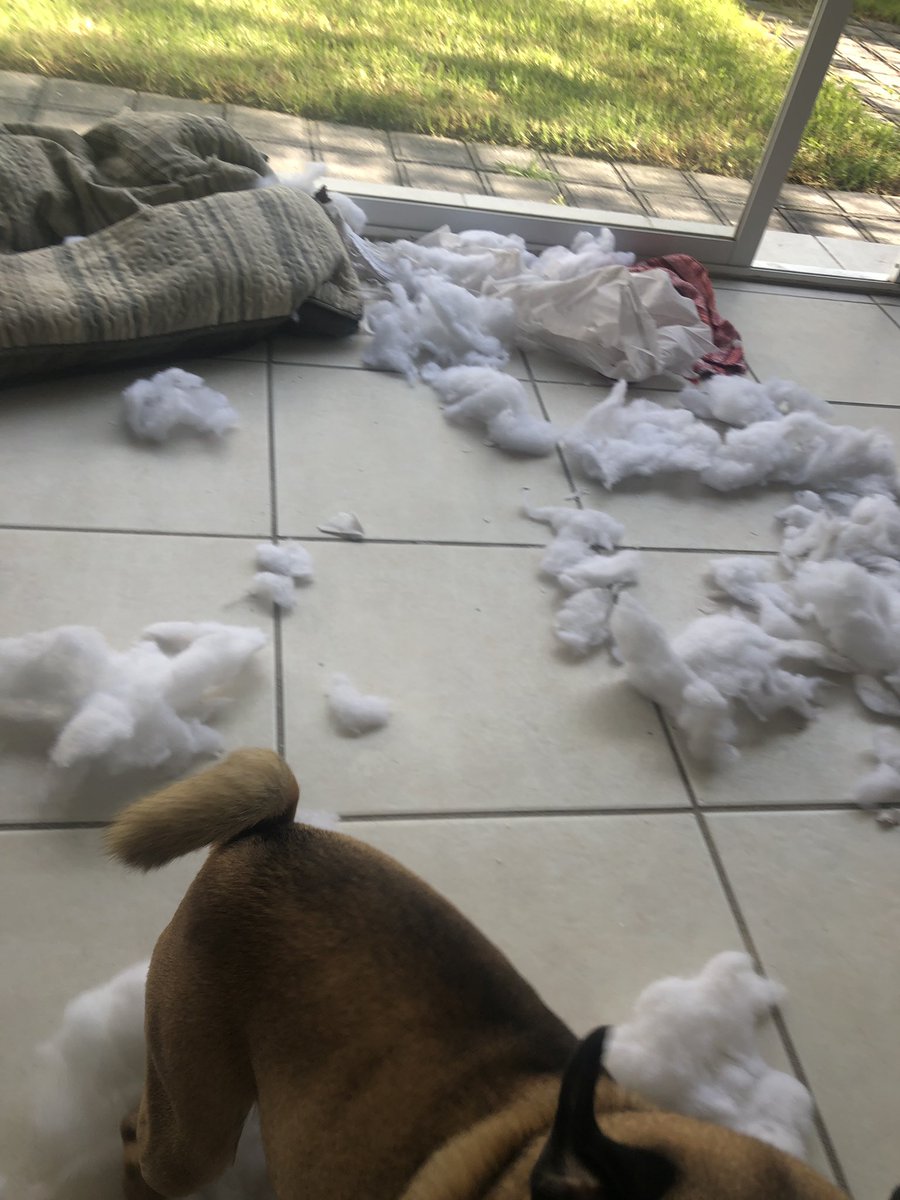 DexterElPug's tweet photo. Lo mejor del 2019 es que espero renovar mi cama 
#PugLife https://t.co/jgTipTn1vC