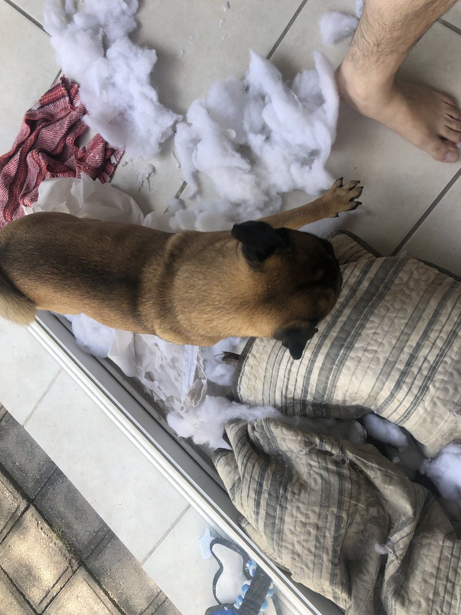 DexterElPug's tweet photo. Lo mejor del 2019 es que espero renovar mi cama 
#PugLife https://t.co/jgTipTn1vC