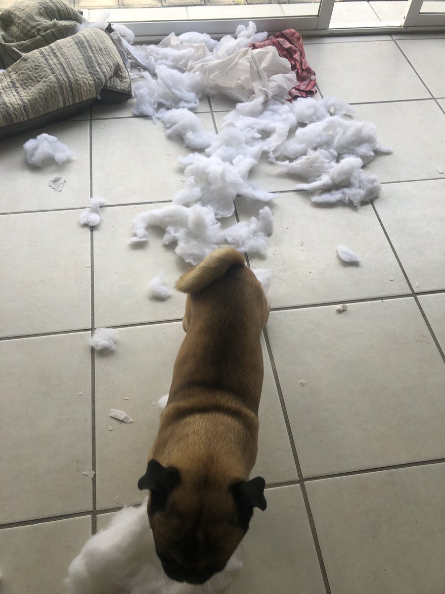 DexterElPug's tweet photo. Lo mejor del 2019 es que espero renovar mi cama 
#PugLife https://t.co/jgTipTn1vC