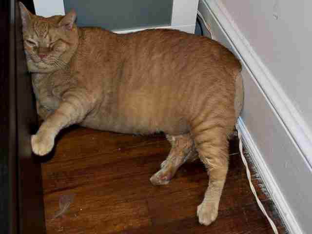 JRMoggmentum's tweet photo. #FatCatFriday https://t.co/HrplfKKzoI