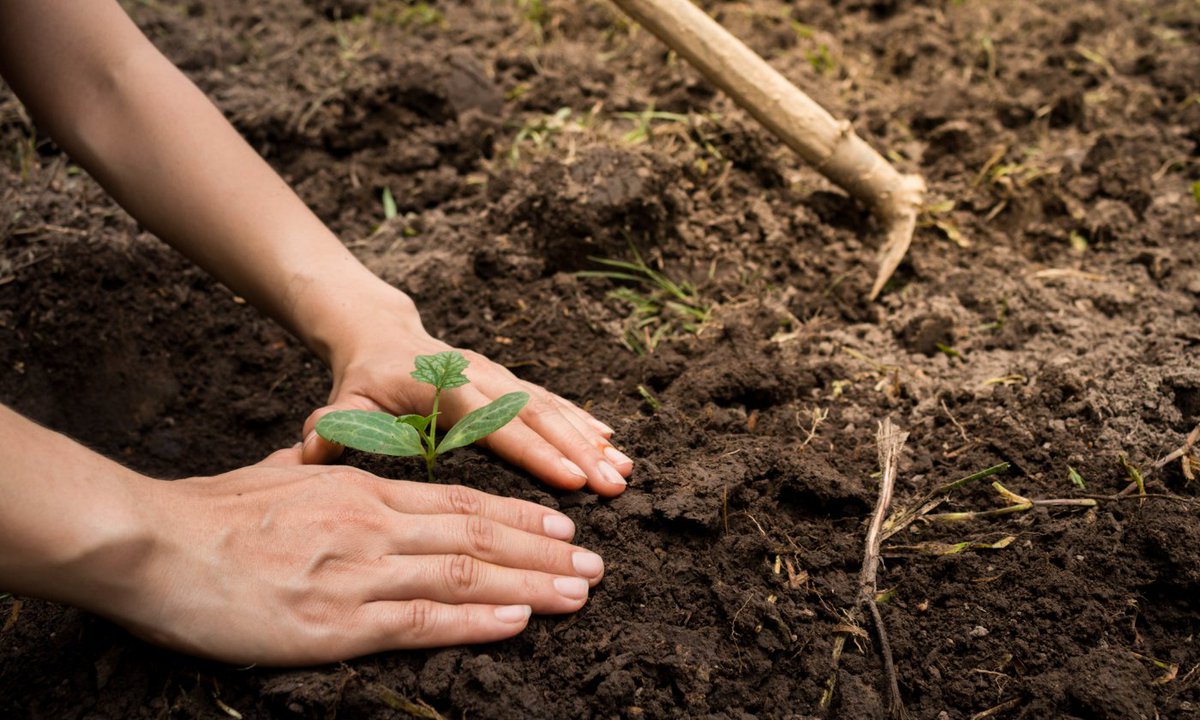 The Second Best Time to Plant a Tree Is Now ow.ly/6ooG30nc6id