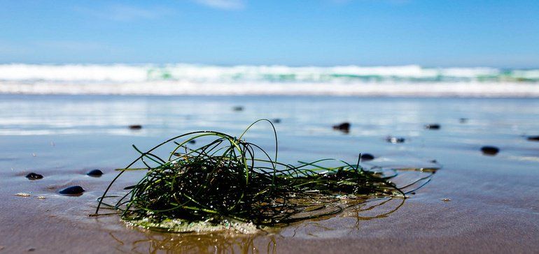 NJ_FPA's tweet photo. USDA grants $600K to develop seaweed bread https://t.co/uGkqthKWMY https://t.co/5RYnyn7ONE