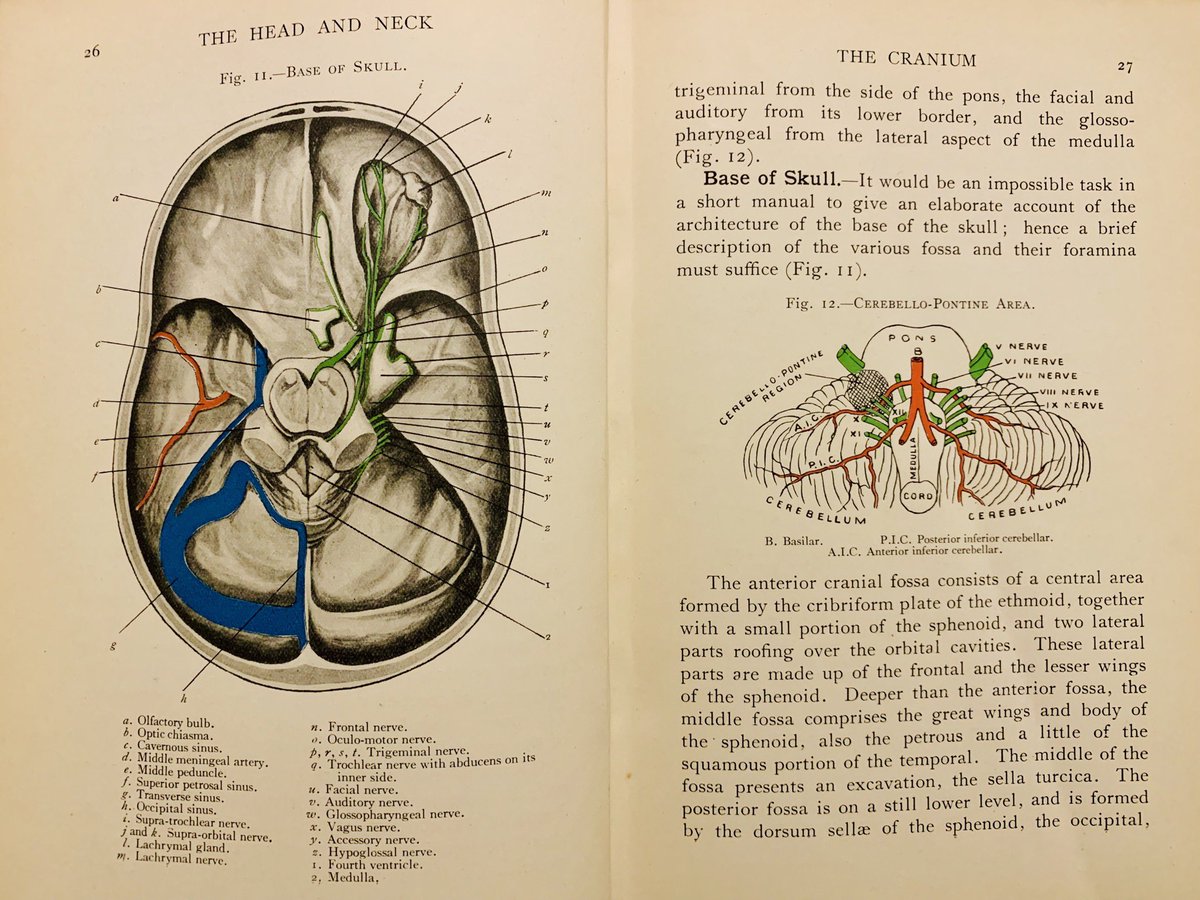 MDCearns's tweet photo. Here’s the skull base and contents of the posterior fossa from a personal copy of ‘A Manual of Surgical Anatomy’, 4th Ed. by C. R. Whittaker, (1932). Absolutely lovely. https://t.co/C8nIPDS96j