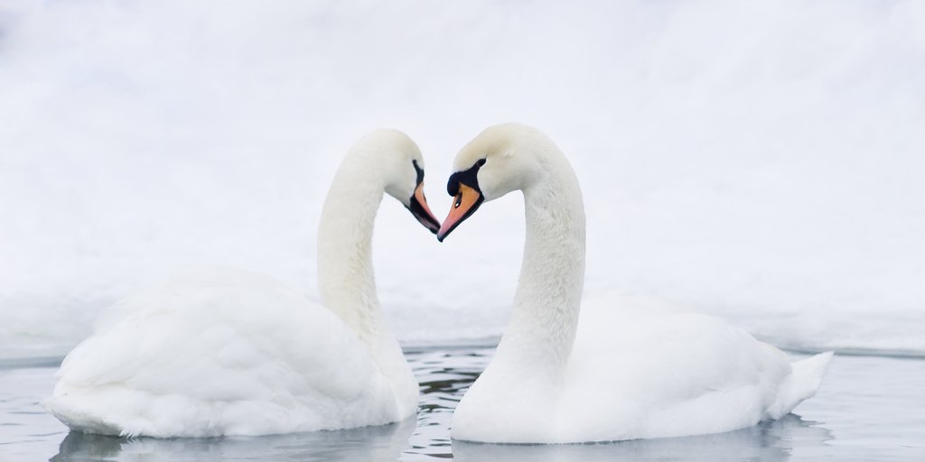 InnatSwanRiver's tweet photo. Beautiful in #winter... Discover #CapeCod for less. The Inn at Swan River offers warm, inviting, #petfriendly #escapes at affordable rates. https://t.co/RI0YJNARJR https://t.co/6x7bMplSkC