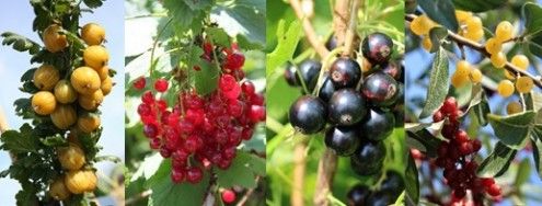 LuberaUK's tweet photo. "#Garden Deal: The Winter Deal Featuring #Berries"!
The perfect start to the 2019 #berry season...at 50% OFF!
#Gooseberry Crispa 'Solemio'
Red #currant Ribest 'Lisette'
#Moreberry Pointilla – yellow & red Eleagnus umbellata!
#Cassissima 'Black Marble'
https://t.co/hPhgZqbjla https://t.co/0rERGF4ex3