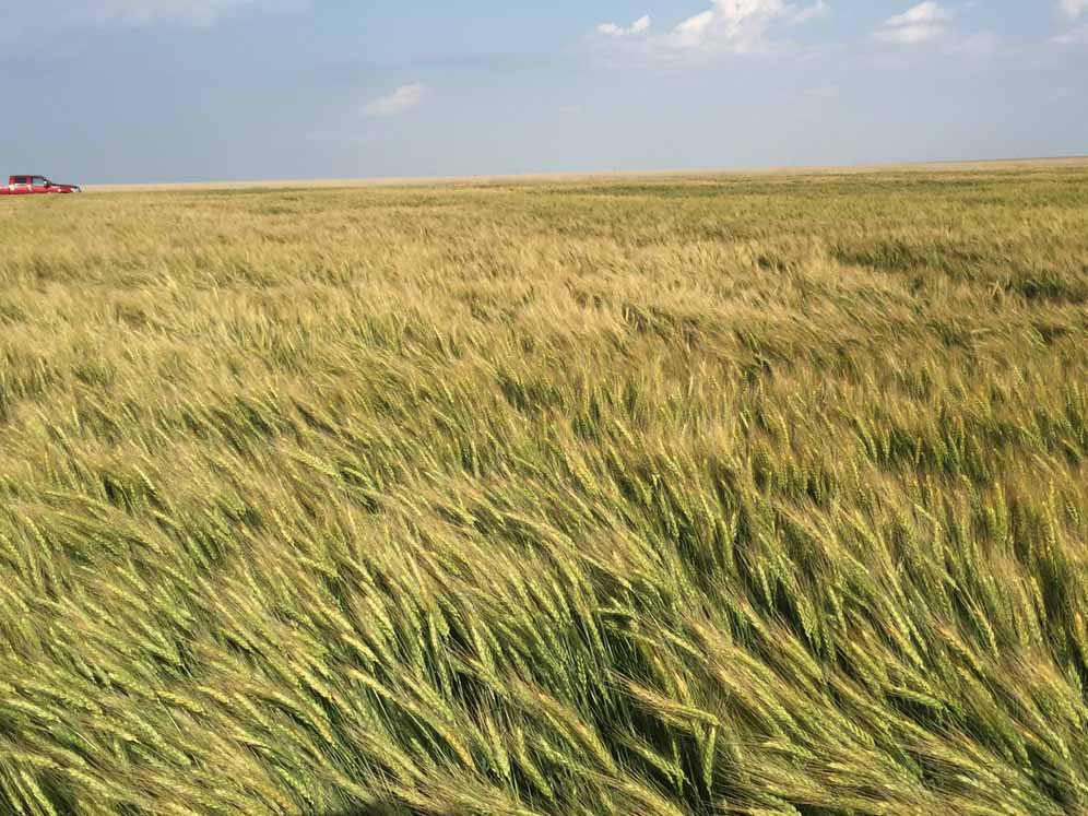 Crop Science 🌱 (@crop_science) on Twitter photo A new Crop Science manuscript by <a href="/KSUWheat/">Romulo Lollato</a> and <a href="/KStateAgron/">K-State Agronomy</a> studied agronomic practices adopted by progressive <a href="/KansasWheat/">KansasWheat</a> producers in dryland systems to determine best opportunities to reduce the wheat yield gap. Check it out here: dx.doi.org/10.2135/cropsc… A new Crop Science manuscript by <a href="/KSUWheat/">Romulo Lollato</a> and <a href="/KStateAgron/">K-State Agronomy</a> studied agronomic practices adopted by progressive <a href="/KansasWheat/">KansasWheat</a> producers in dryland systems to determine best opportunities to reduce the wheat yield gap. Check it out here: dx.doi.org/10.2135/cropsc…