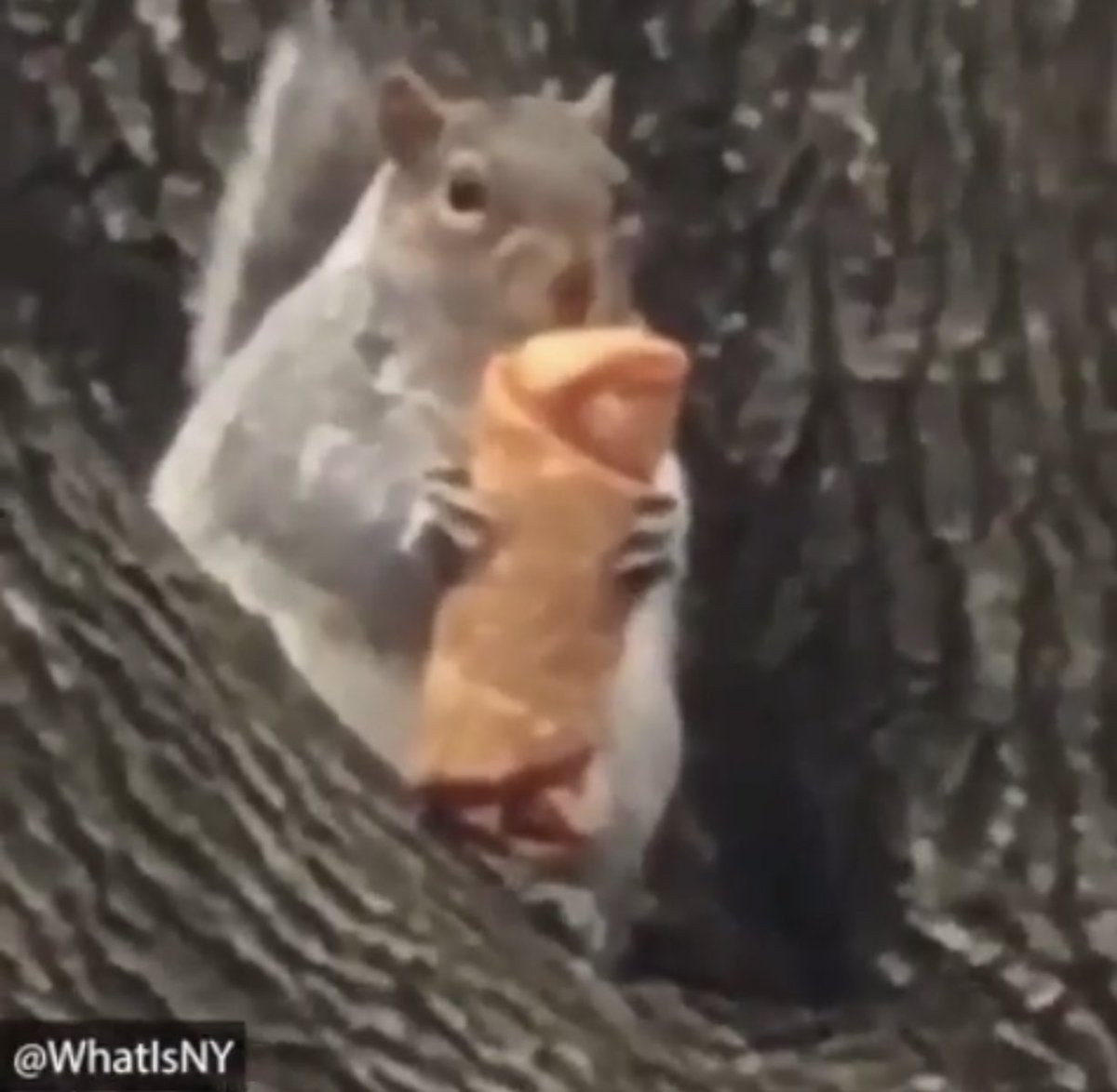sactotrixie's tweet photo. Pizza Rat vs Egg Roll Squirrel for the King of NYC  Sewers title! #PizzaRat #EggRollSquirrel  who is your money on? https://t.co/TmDeeKnDct