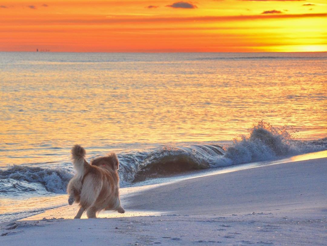 VisitPensacola's tweet photo. Chasing sunsets 🌅📷 @stephgator96 #FidoFriday #Experiencepcola #lovefl #sharealittlesunshine #clpicks #clpets #slpets #tlpicks #dogsofinstagram https://t.co/RVOS4fq2Uy