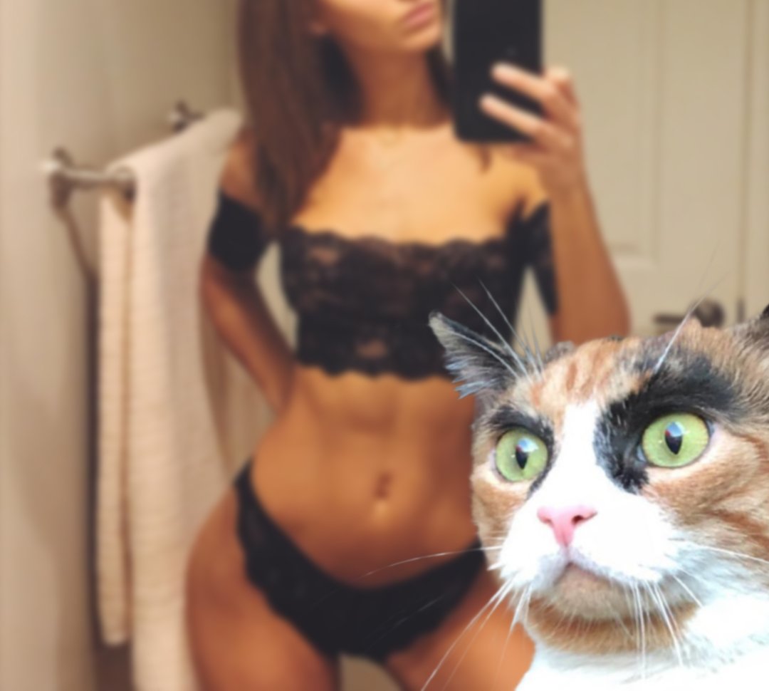 anklageren Fremskreden Vis stedet Kate Quigley on Twitter: "If u take a nude with your pet in it, please blur  out his face. The last thing anyone needs when they jerk off is your cat  judging." /