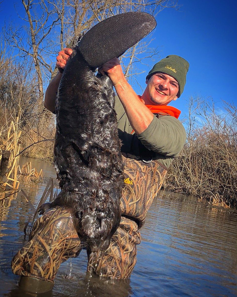 nimicreek's tweet photo. Skin that one pilgrim, I’ll fetch ya’ another. #ADCwildliferemoval #ADCwildlife #nuisance #thelasttrapper #nuisancecontrol #nimicreek #follow #followtrain #followforfollow #follow4follow #like4like #likeforlike #likeback #outdoors #outdoorsmen #wildliferemoval #jeremiahjohnson https://t.co/YV8JoZIrLN