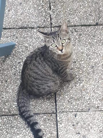 Alerte Animaux Perdu Perdu Chat Tigre Gris Claor Gros Fonce Beige Au Ventre Nomme Ceti A Ivry Sur Seine 94 T Co Owvzx3obib T Co 21rtvalo1i Twitter