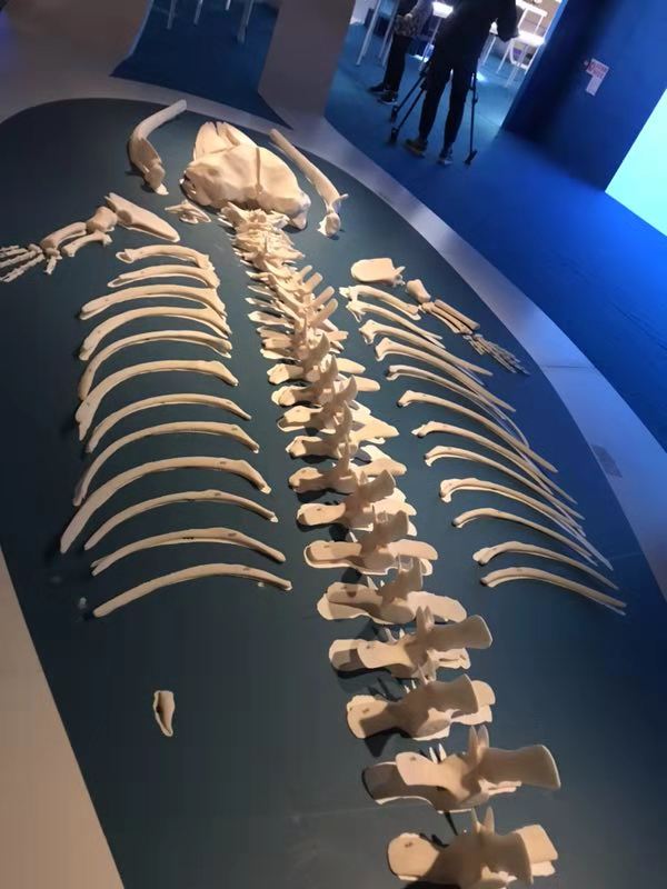 FarsoonAM's tweet photo. #FarsoonTechnologies #3D printed #TPU #Omura #WhaleSkeleton displayed at the City University of Hong Kong. 

Read More: https://t.co/mEfYP2t1zo

#3Dprinting #3DBone #Whale #Skeleton #AnimalExhibit #HongKong #AdditiveMFG #AdditiveManufacturing #MFG #AdditiveNews #Farsoon https://t.co/rWuLnBRERR