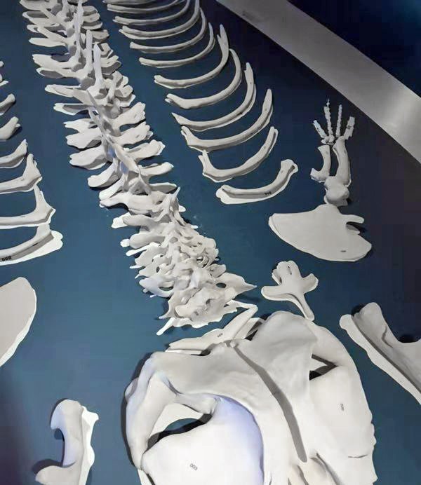 FarsoonAM's tweet photo. #FarsoonTechnologies #3D printed #TPU #Omura #WhaleSkeleton displayed at the City University of Hong Kong. 

Read More: https://t.co/mEfYP2t1zo

#3Dprinting #3DBone #Whale #Skeleton #AnimalExhibit #HongKong #AdditiveMFG #AdditiveManufacturing #MFG #AdditiveNews #Farsoon https://t.co/rWuLnBRERR