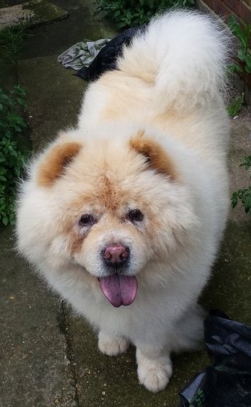speedybird's tweet image. seen this video before but I could watch it on repeat all day long. My boy had exactly same face as that boy even though he was a different colour. He&apos;s running free at the 🌈🌈Rainbow Bridge 🌈🌈with  all his Chow Chow friends. 🐕🐶💖#Chows4Life #LoveMyChowChow #ChowsOfTwitter💕