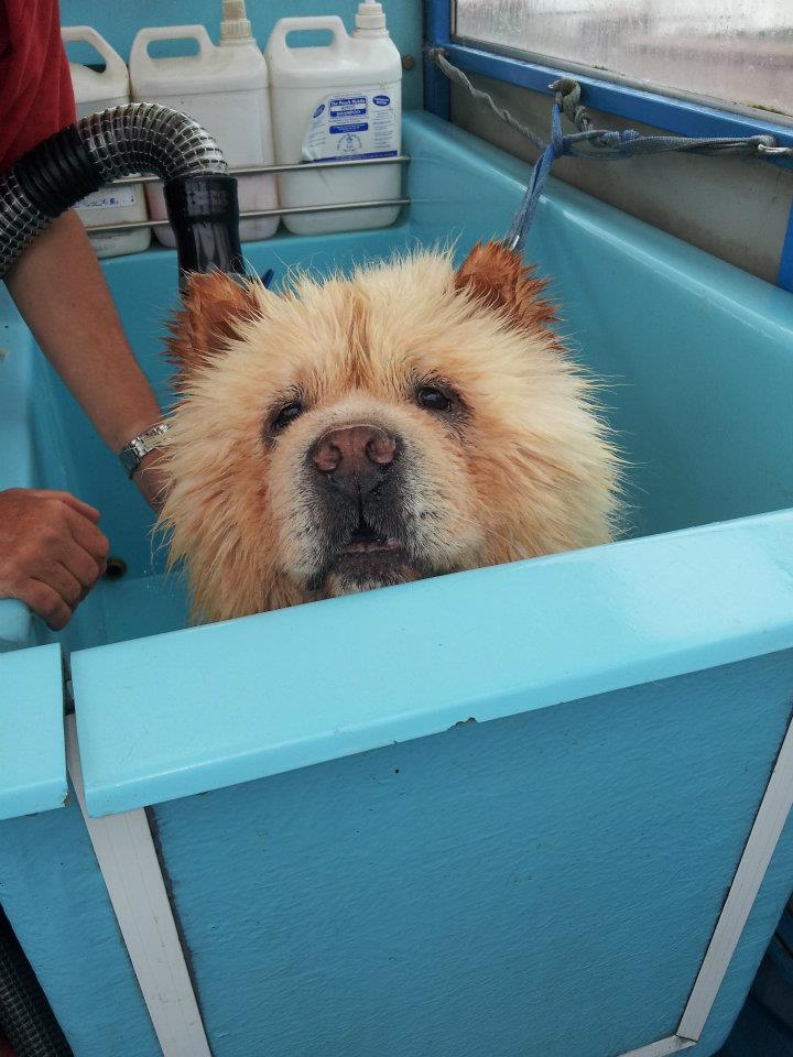 speedybird's tweet image. seen this video before but I could watch it on repeat all day long. My boy had exactly same face as that boy even though he was a different colour. He&apos;s running free at the 🌈🌈Rainbow Bridge 🌈🌈with  all his Chow Chow friends. 🐕🐶💖#Chows4Life #LoveMyChowChow #ChowsOfTwitter💕