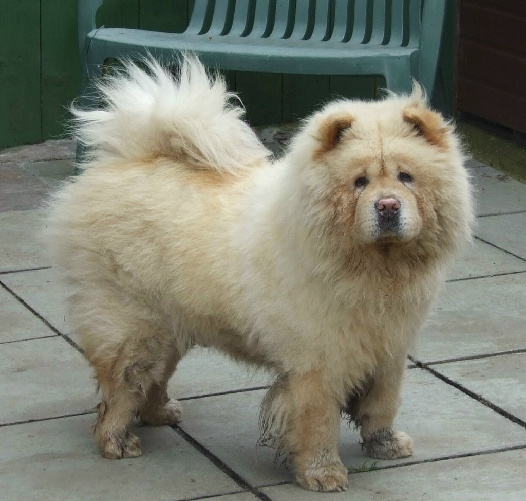 speedybird's tweet image. seen this video before but I could watch it on repeat all day long. My boy had exactly same face as that boy even though he was a different colour. He&apos;s running free at the 🌈🌈Rainbow Bridge 🌈🌈with  all his Chow Chow friends. 🐕🐶💖#Chows4Life #LoveMyChowChow #ChowsOfTwitter💕