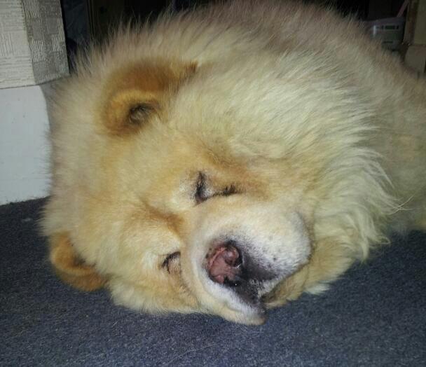 speedybird's tweet image. seen this video before but I could watch it on repeat all day long. My boy had exactly same face as that boy even though he was a different colour. He&apos;s running free at the 🌈🌈Rainbow Bridge 🌈🌈with  all his Chow Chow friends. 🐕🐶💖#Chows4Life #LoveMyChowChow #ChowsOfTwitter💕