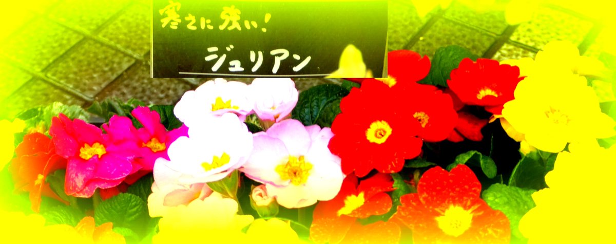 やまうさぎ Twitterissa ジュリアンの花 ジュリアンはサクラソウ科で原産地はヨ ロッパだそうです ジュリアンは早春に開花する小型のプリムラ でコ カサス原産の矮性種のプリムラ ジュリアンに大輪のプリムラ ポリアンサとをヨ ロッパの野生種を交配して人工的に