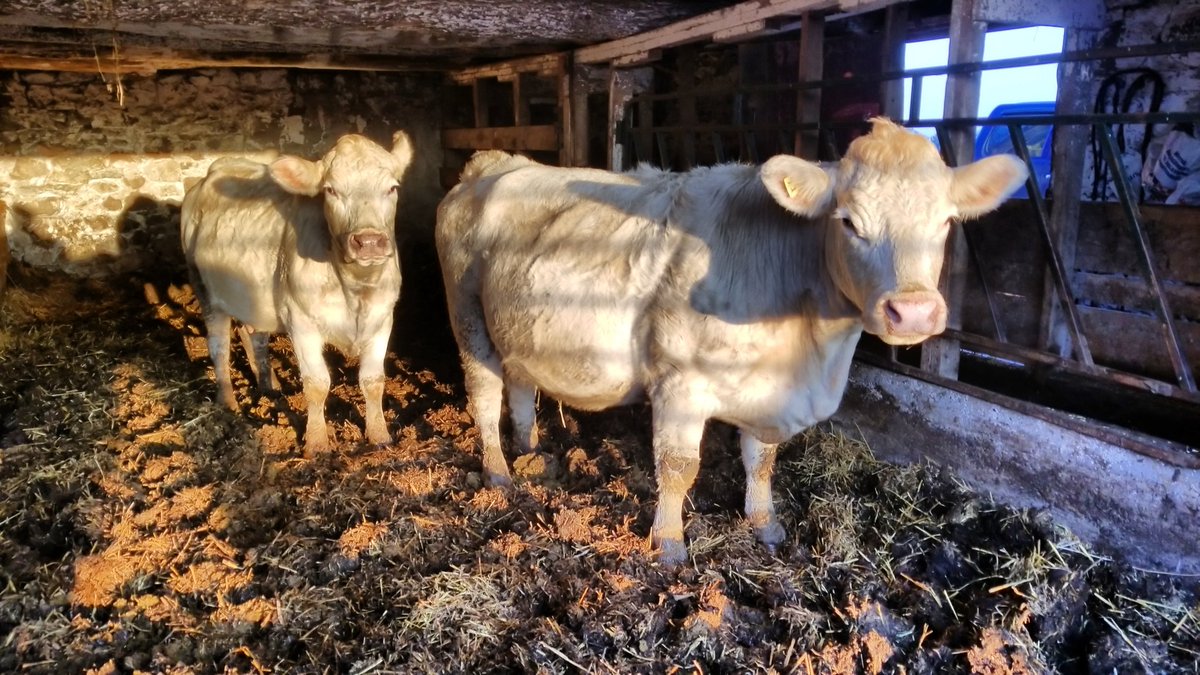 Hard to believe these 2 ladies will be soon having there 10th and 11th calves this year. Definitely bred for performance, neither look a day over 4 years old! 🐮❤
#charolais #purebredcharolais #canadiancharolais #beeffarmersofontario #WhiteGold #ijustfreakinglovecows