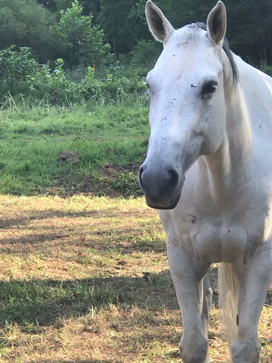 White horse in an area with trees and lots of grass.
