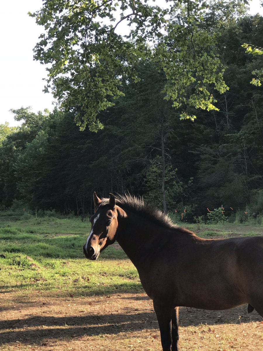 Brown horse in an area with trees and lots of grass.