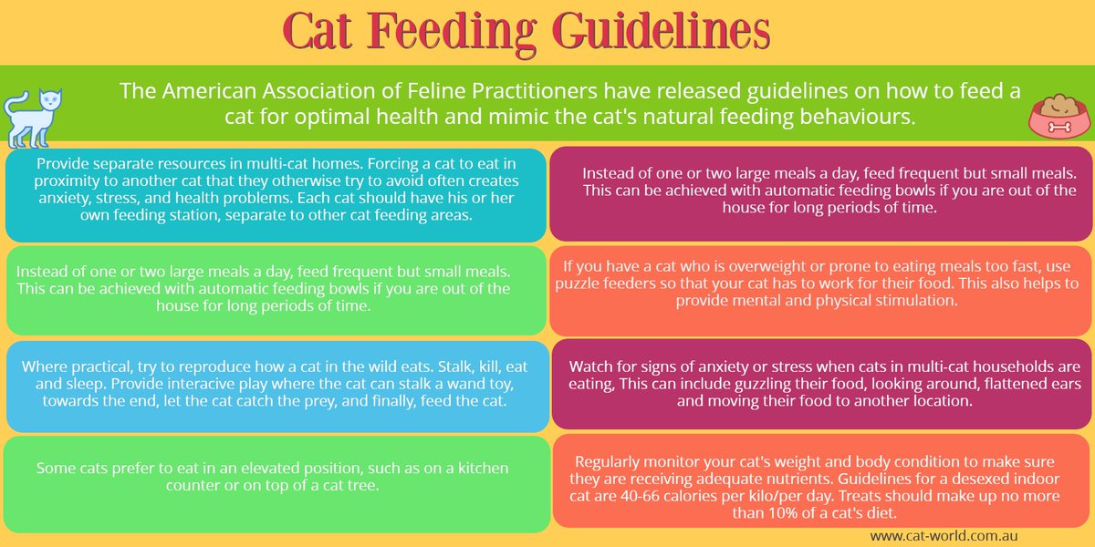 Cat Feeding Chart