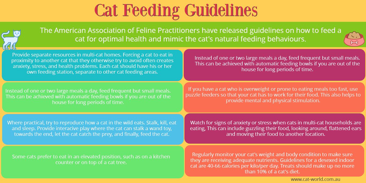 Cat Diet Chart