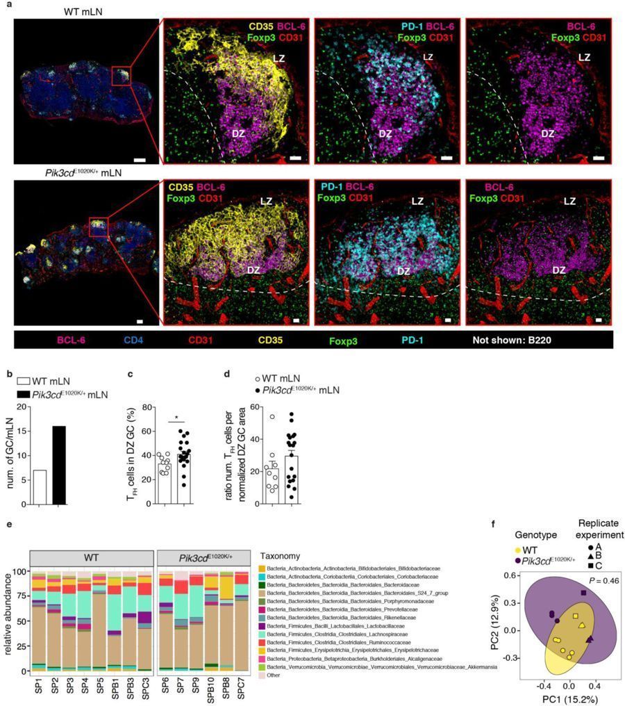mmw_lmw's tweet photo. #Human_Primary_ImmunoDeficiency | HyperActive PI3Kg promotes Self and Commensal reactivity at the expense of #Antibody_Responses | #Follicular_Helper_T_Cells #Germinal_Center_B_Cells #AutoAntibodies | Pam Schwartzberg @NIH @NatImmunol https://t.co/scH2E2Vrkh | #2018ReCap_Aug https://t.co/H91Xknyn48