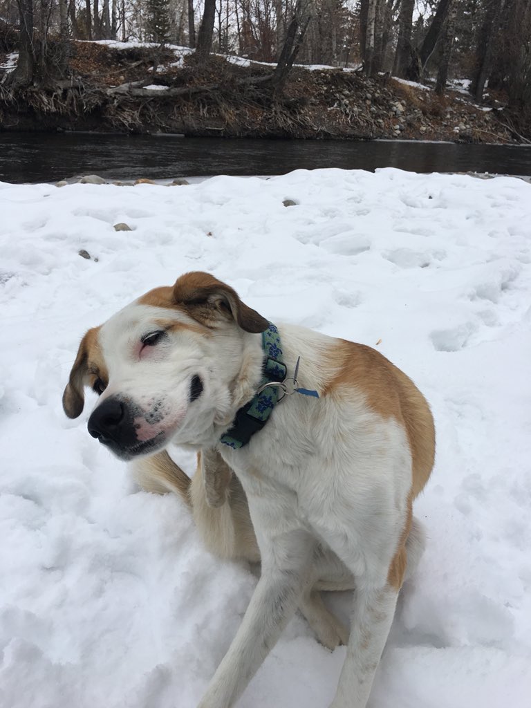 joyartsy's tweet photo. what a happy pup! #joy #sunvalleyidaho #mountaindog #snowdog #houndsofwinter #winter #snow #river #bridge #freshwater #freshair #happy #happydog #woodriverlandtrust #troutfriendly #flyfishing #mountainhumane #dogintraining #waterdog #shelterdog #stshepherd #family #stshepherdmix https://t.co/CyTql4Qyjr