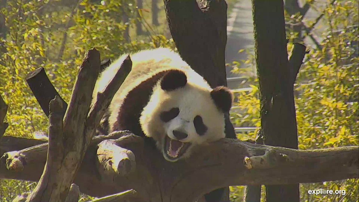 exploreorg's tweet image. WHAT?! It&apos;s Friday?! 

#pandacam