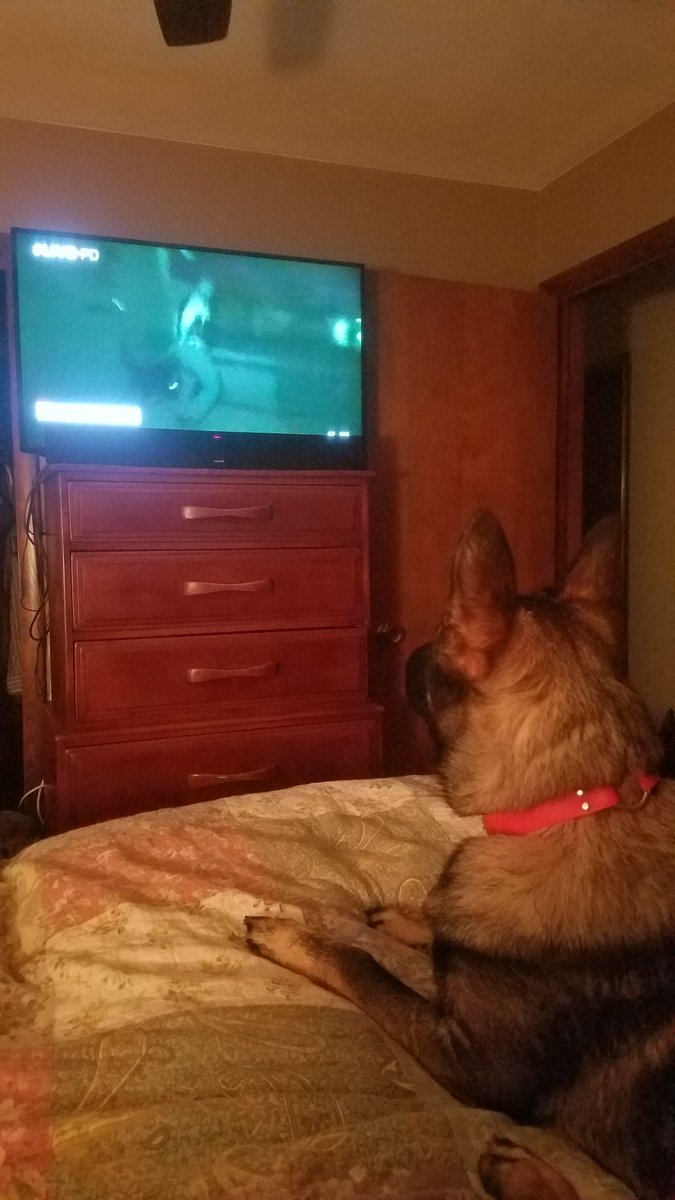 toolatejfa's tweet photo. @LivePDNation Scully mesmerized watching the amazing K-9s at work.
#LivePD #LivePDWatchParty #BackTheBlue #LivePDDay #LivePDFriday https://t.co/gouysQ87F9