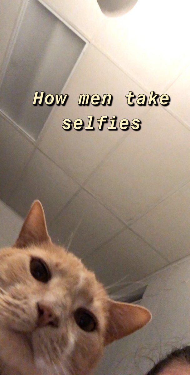 knittykitty's tweet image. 