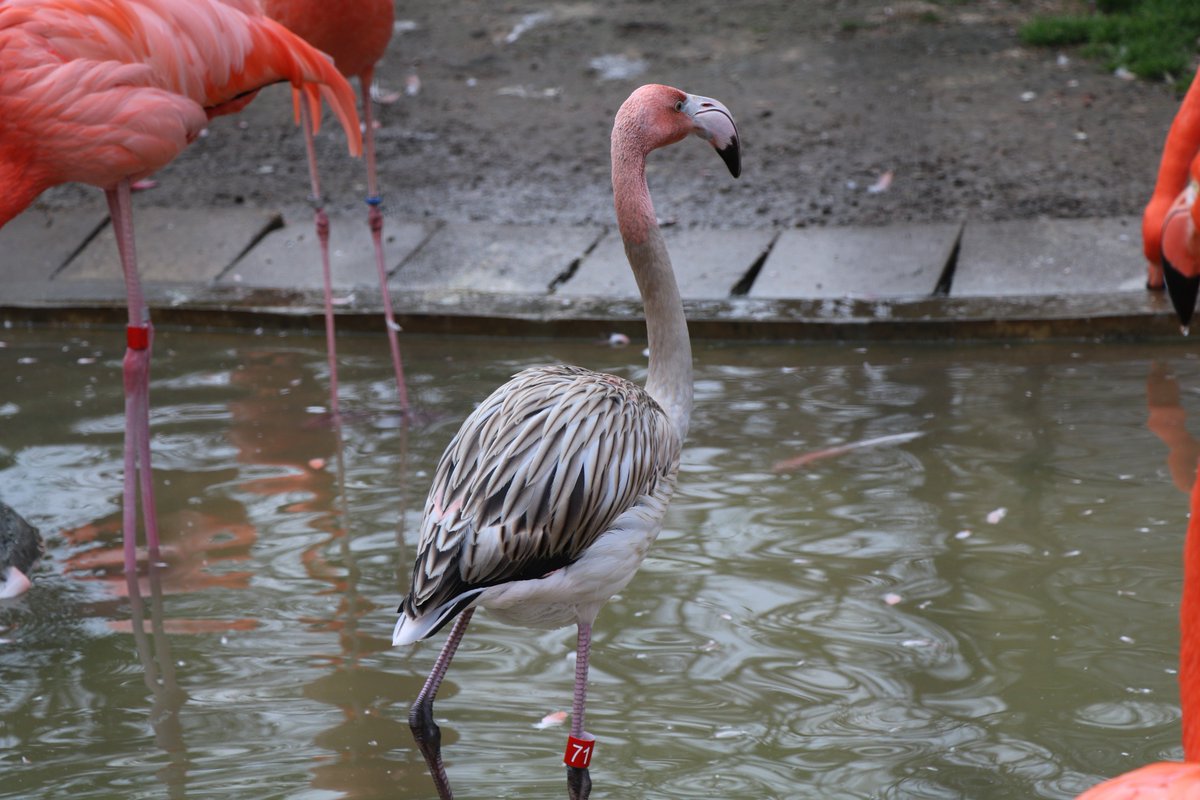 上野動物園 公式 V Twitter ベニイロのなかにウスベニ色の親フラミンゴ ベニイロフラミンゴ 羽の色はエサの色素で色づきます ウスベニ 色は子育ての証