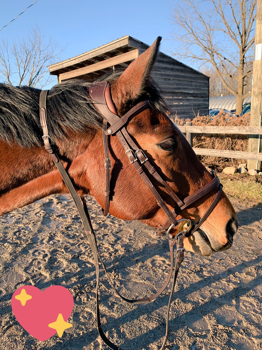 MyHorseChat's tweet photo. Me: Put your ears forward! Let’s take a nice pic!! Her: *shakes head as I snap the pic* All good I got this #ponypicprobs #onlyAmare 💖🐴 https://t.co/nbCaVMiZ3u