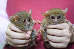 玉城 ティナ Tinatamashiro メガネザルに似てる アイアイ いやメガネザルかな って言われたんですけどちょっと確かにって思いました