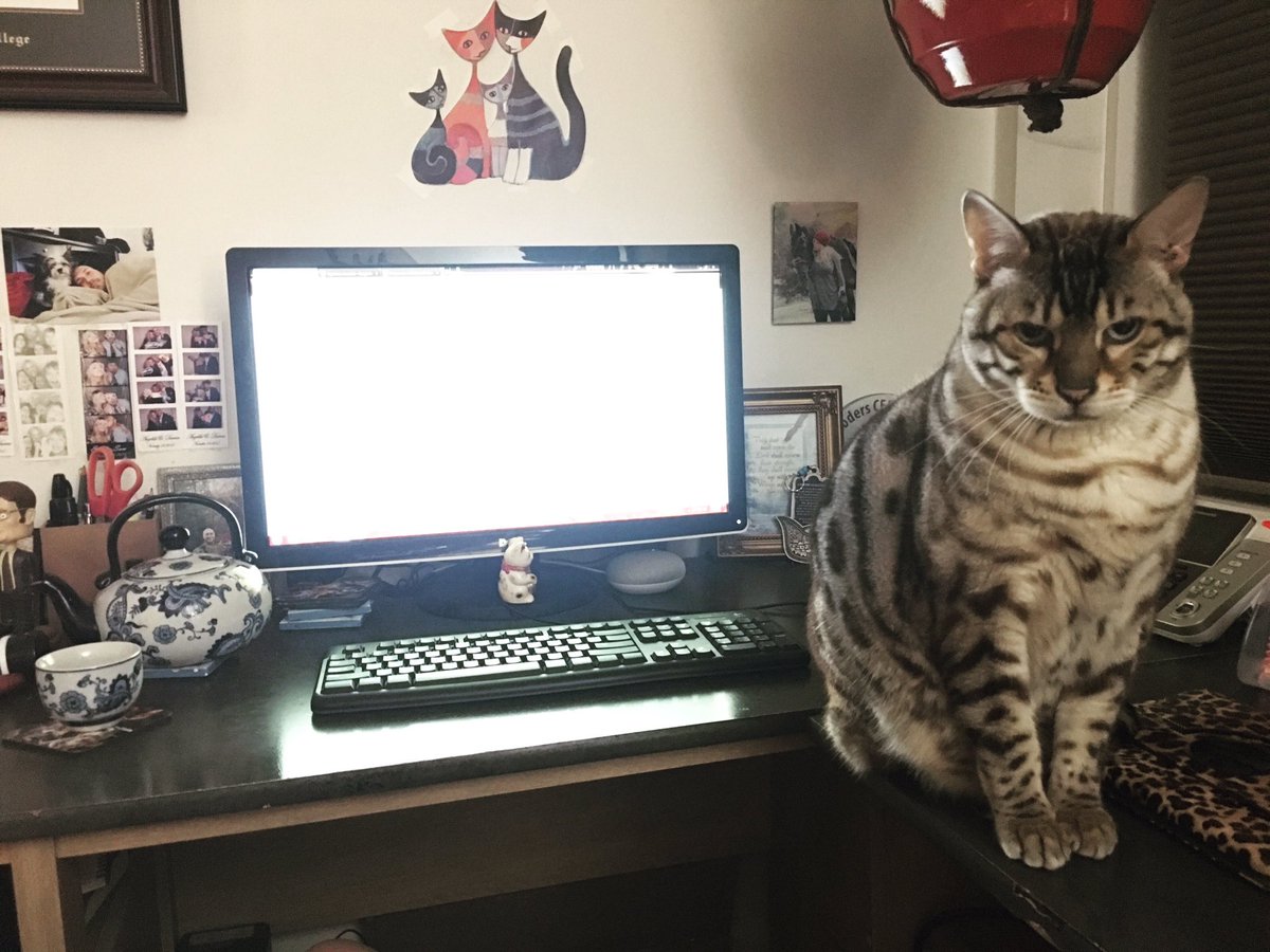 ST_Eccles's tweet photo. Cedric’s taken over as my accountability partner for finishing the second draft of my book. He’s not hearing any excuses. 😹 #amwriting #writerslife #writingallweekend #amwritingfantasy https://t.co/5t2pWi61ht