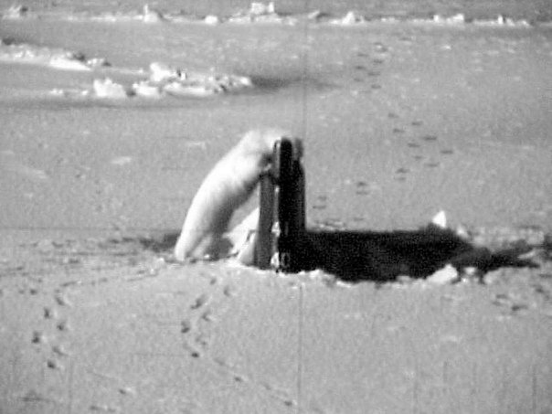 Drumboy44's tweet image. A polar bear attacks the U.S. nuclear submarine USS Connecticut as it breaks up thru the ice. - 2003