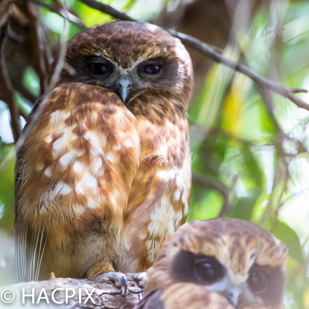 HACPIX's tweet photo. A #SouthernBoobook #ninoxboobook family rest in a #pepperminttree in a carpark #Perth #WA. Parent watches offspring watching photographer but latter soon bored. Thanks for the "spot" @WAbirding and @WAosprey https://t.co/KcEVLaVlRD