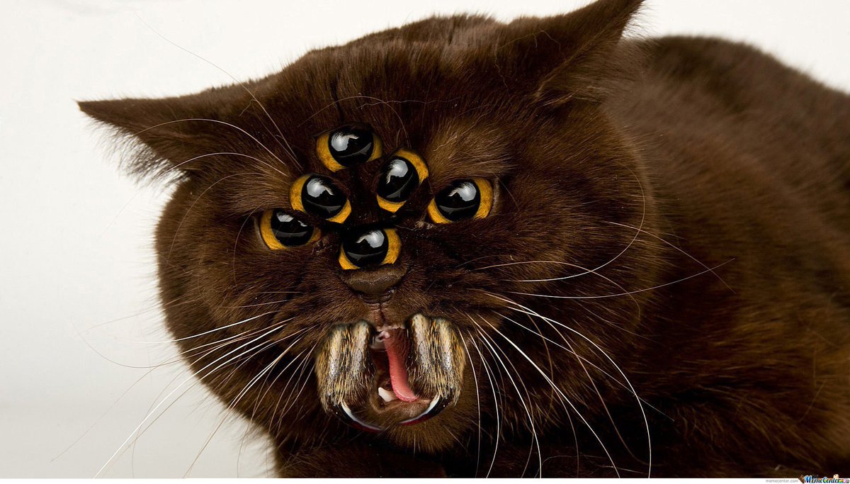 Happy #Caturday, darlings!