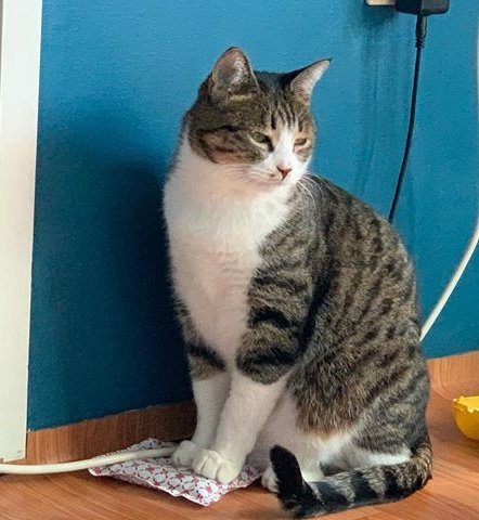 Minhyun the cat tweet media